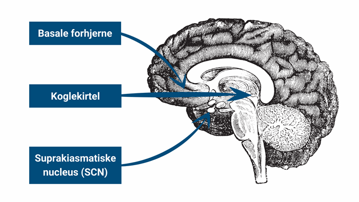 Illustration af hjerne